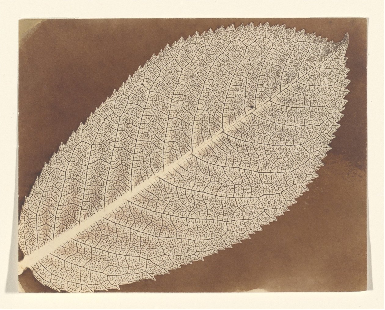 [Hoja] de William Henry Fox Talbot