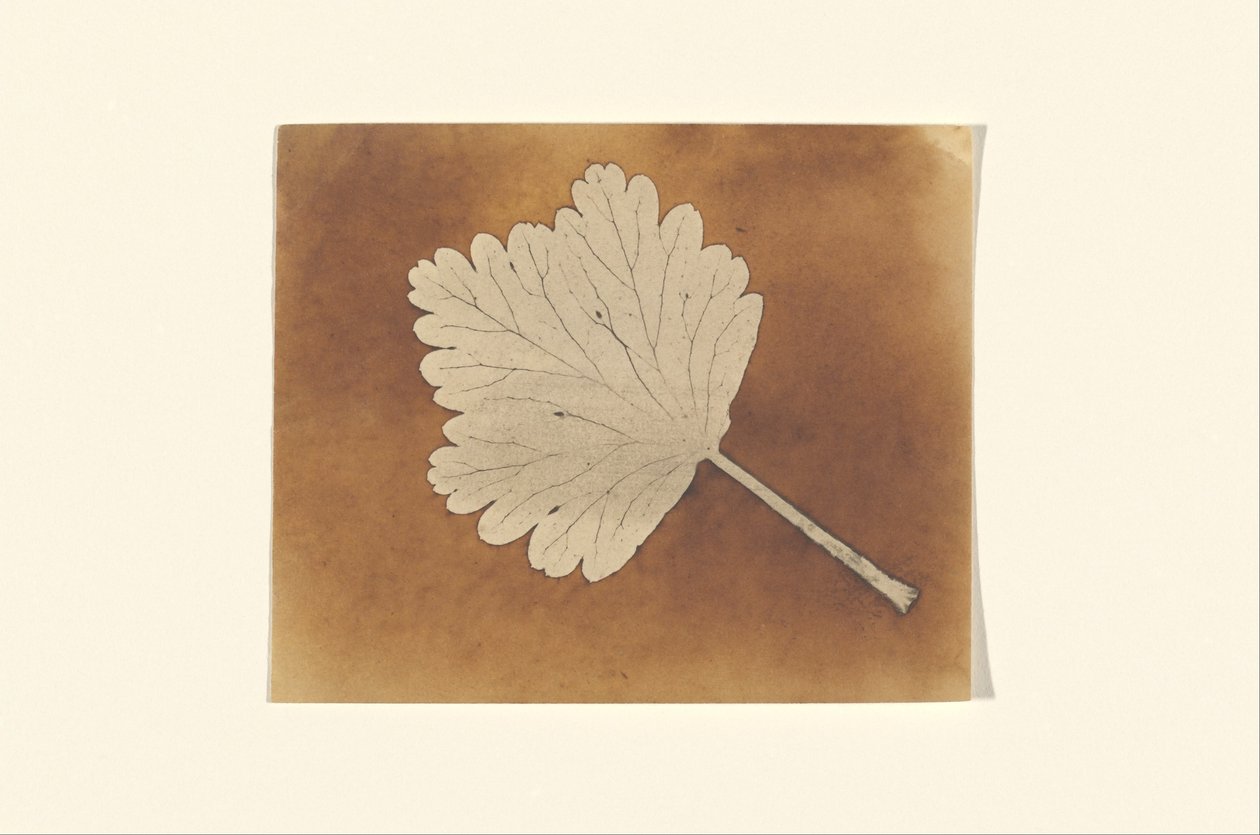 [Blatt] de William Henry Fox Talbot