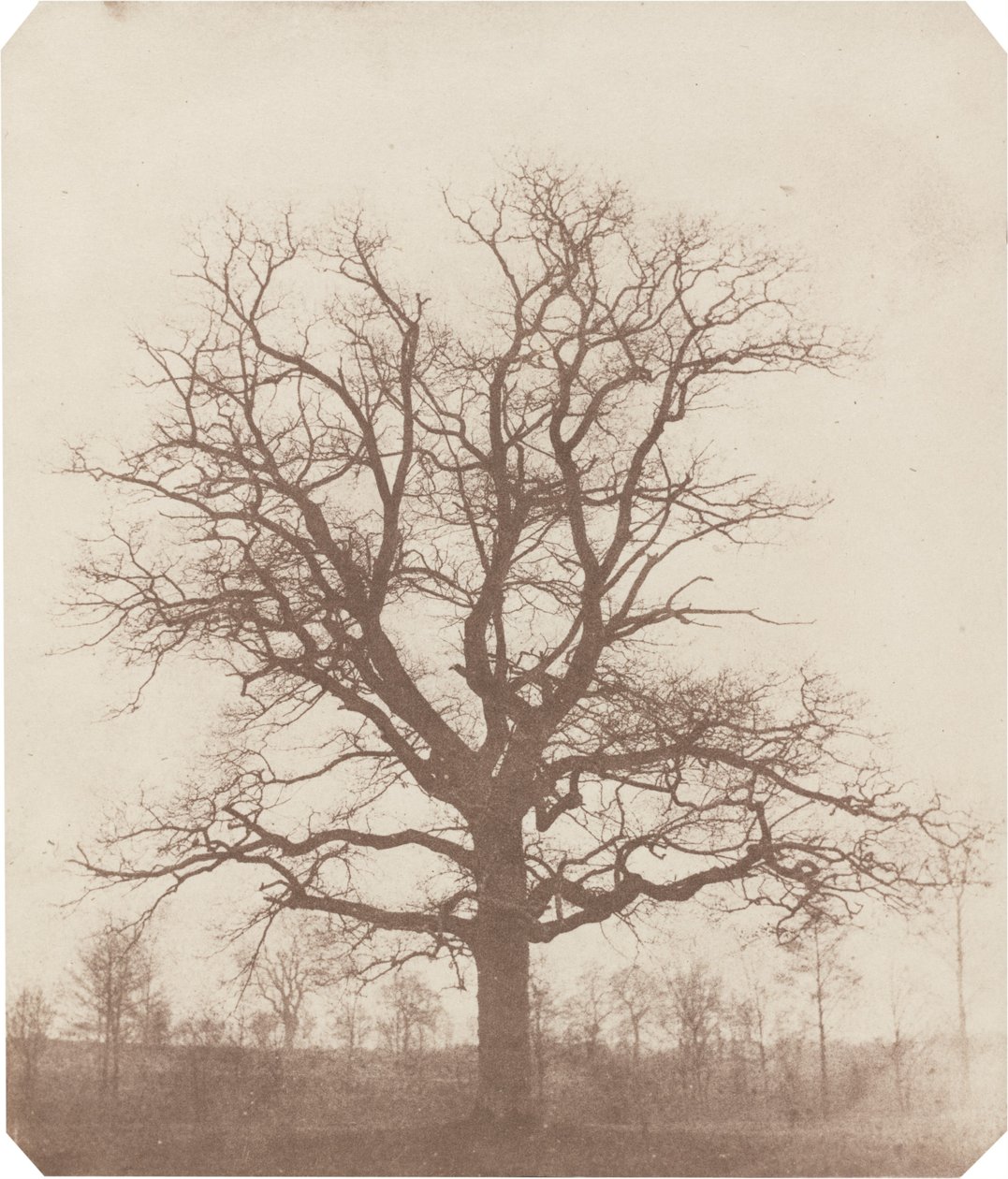 Roble de William Henry Fox Talbot
