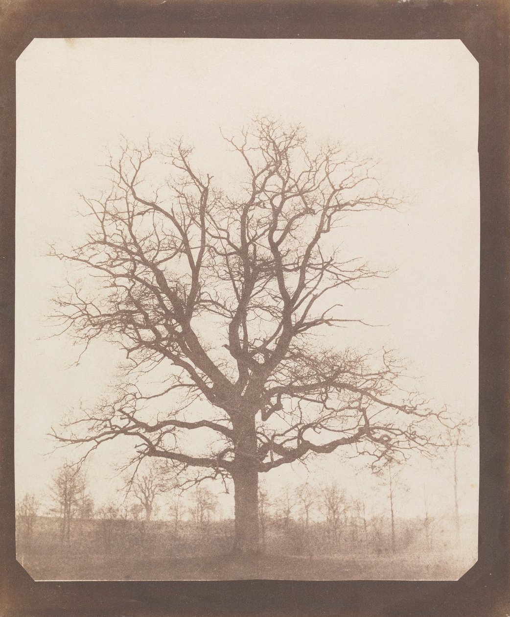 Roble en invierno de William Henry Fox Talbot