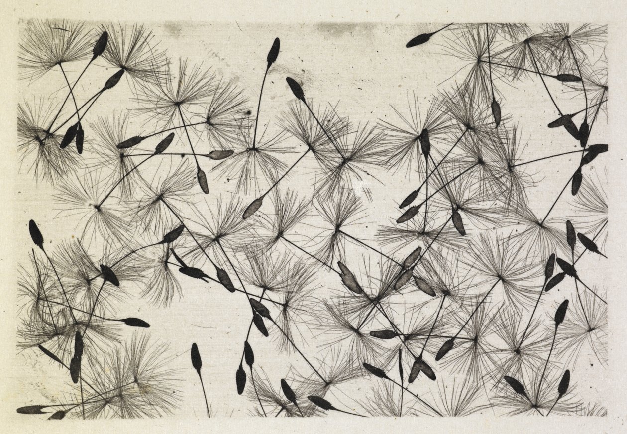 Talbot foto 24 1730 de William Henry Fox Talbot