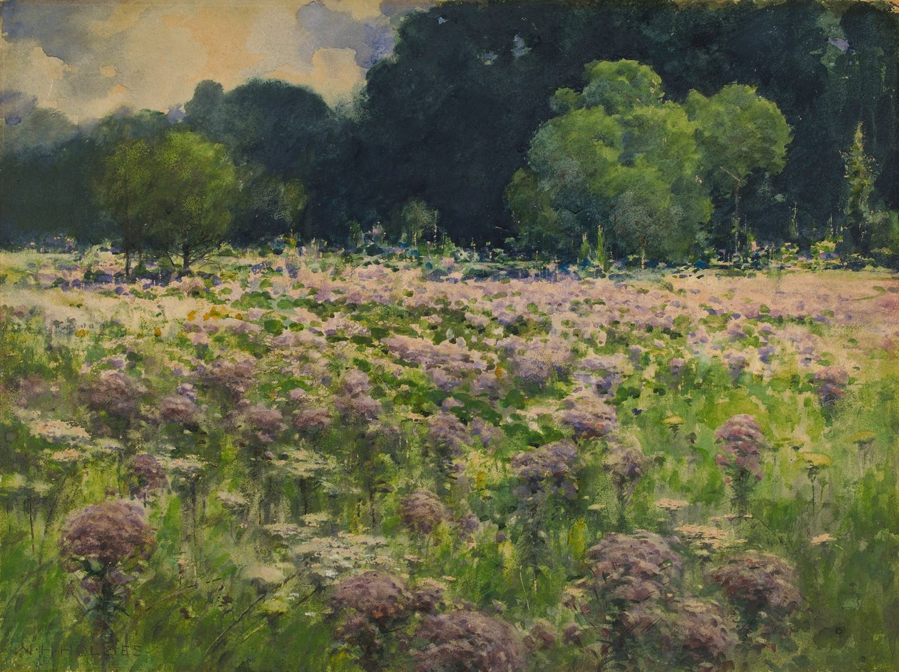 Campo de Joe Pie Weeds (Orgullo de la pradera) de William Henry Holmes