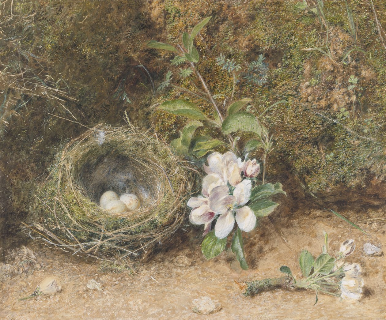Nido de pájaros con ramas de flores de manzano, c.1845-50 (gouache y acuarela con tiza y goma en papel) de William Henry Hunt