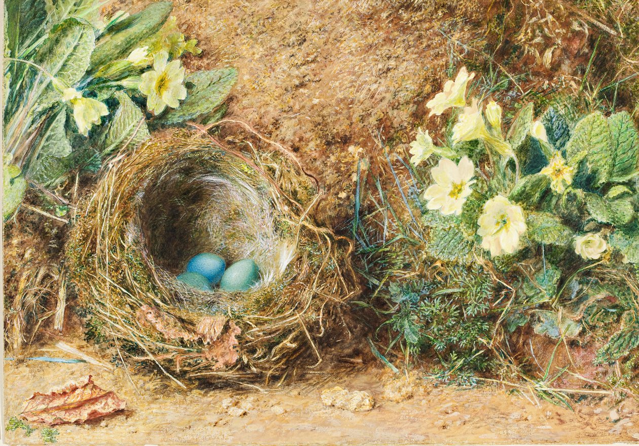 Nido de pájaro con tres huevos azules y prímulas de William Henry Hunt