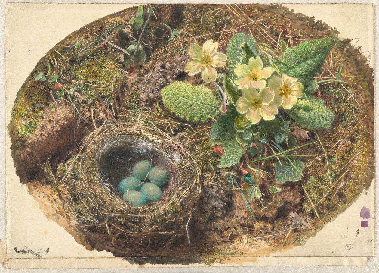 Pequeño nido de pájaro de William Henry Hunt