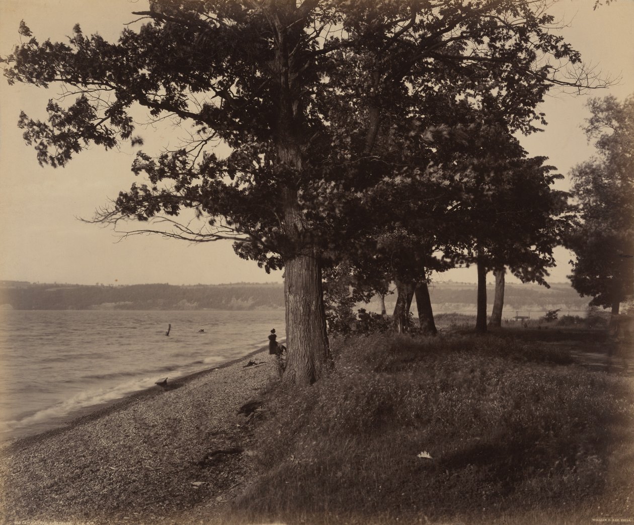 Lago Cayuga, Sheldrake,c. 1895 (foto) de William Herman Rau