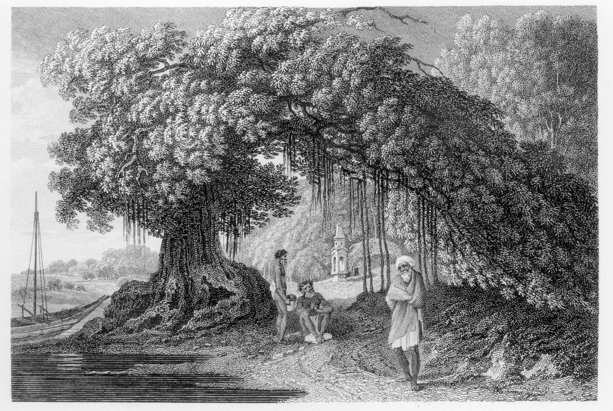 Un árbol de Banyan, de 
