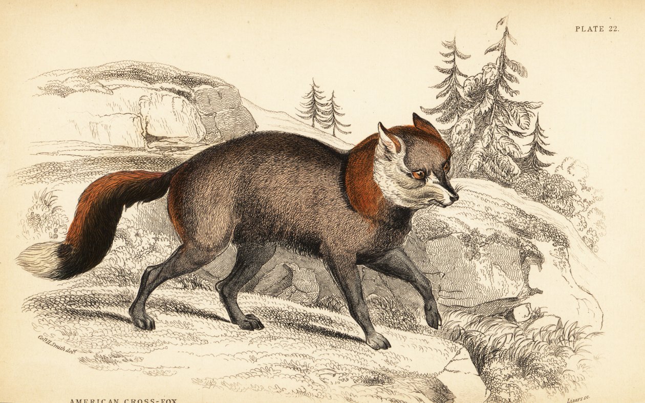 Zorro cruzado americano, Vulpes vulpes de William Home Lizars