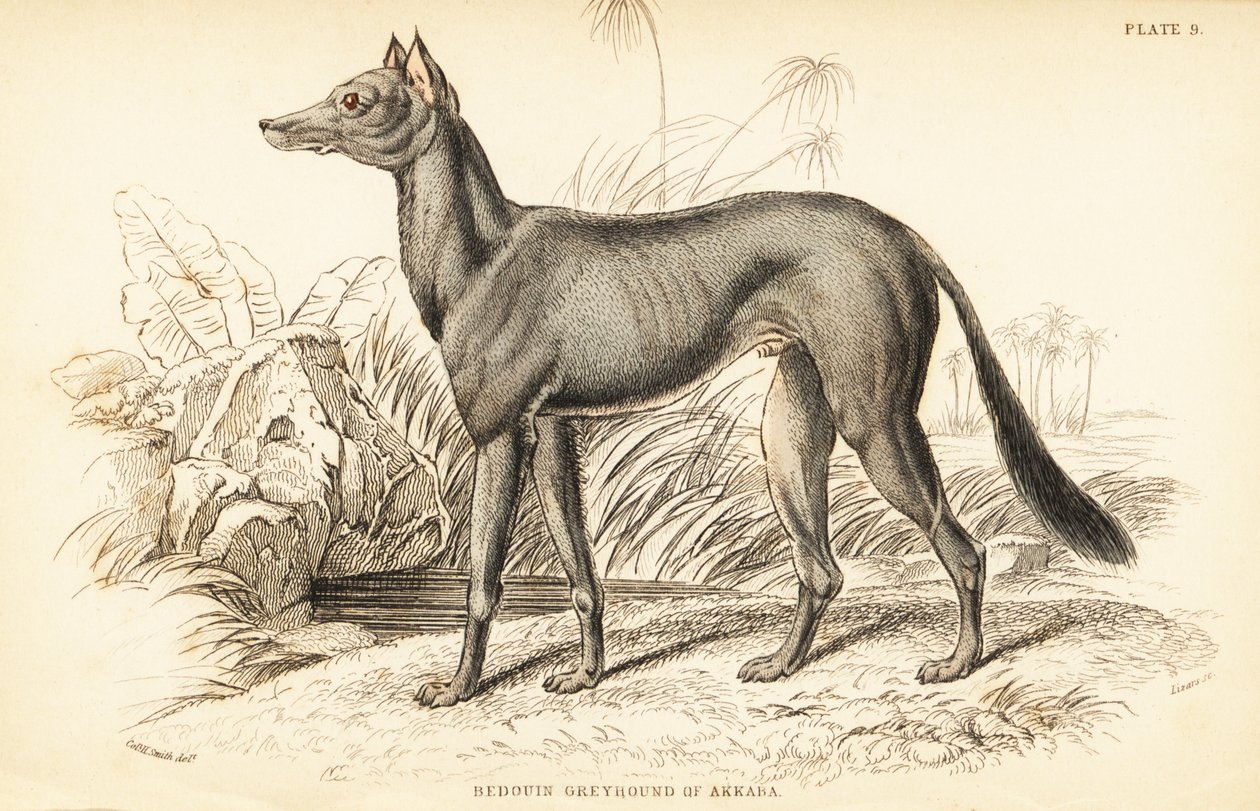 Galgo árabe, Canis lupus familiaris de William Home Lizars
