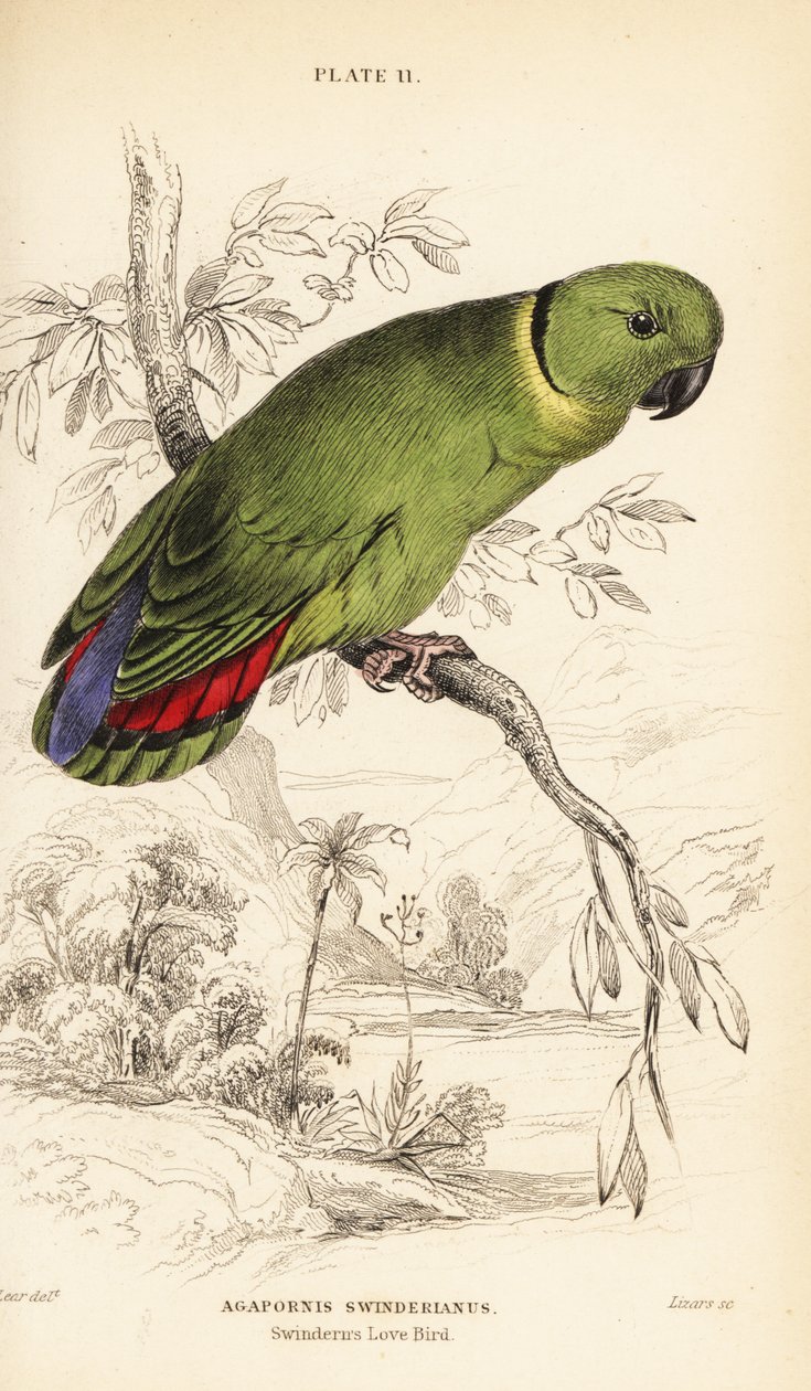 Inseparable de collar negro, Agapornis swindernianus de William Home Lizars