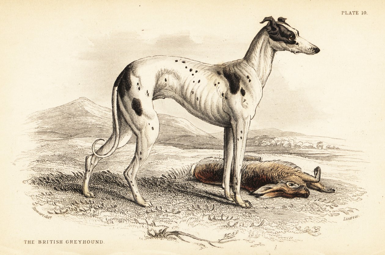Galgo británico, Canis lupus familiaris de William Home Lizars