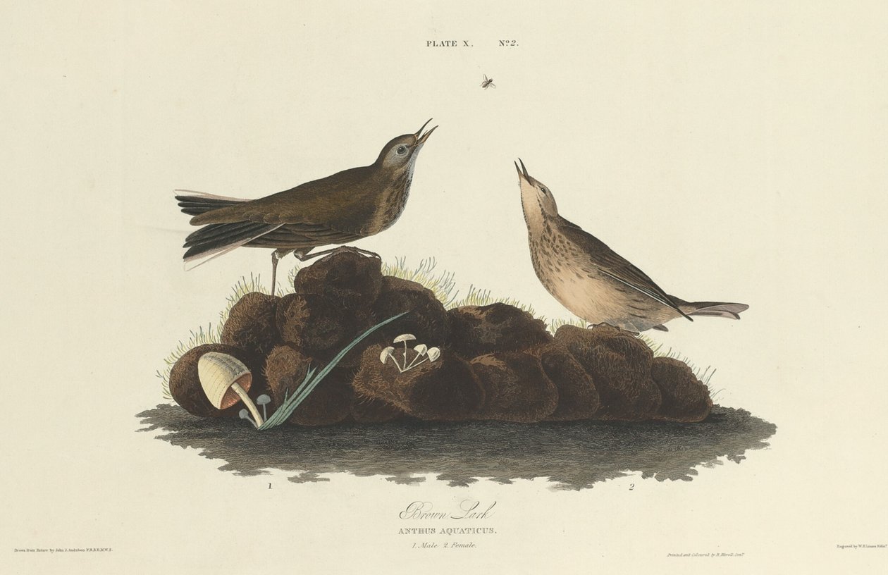 Alondra marrón, 1827 de William Home Lizars