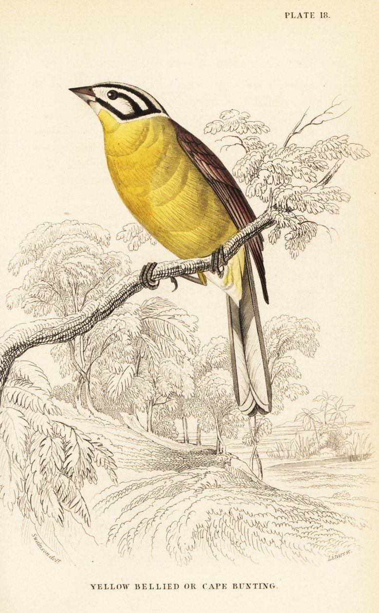 Escribano del Cabo, Emberiza capensis de William Home Lizars