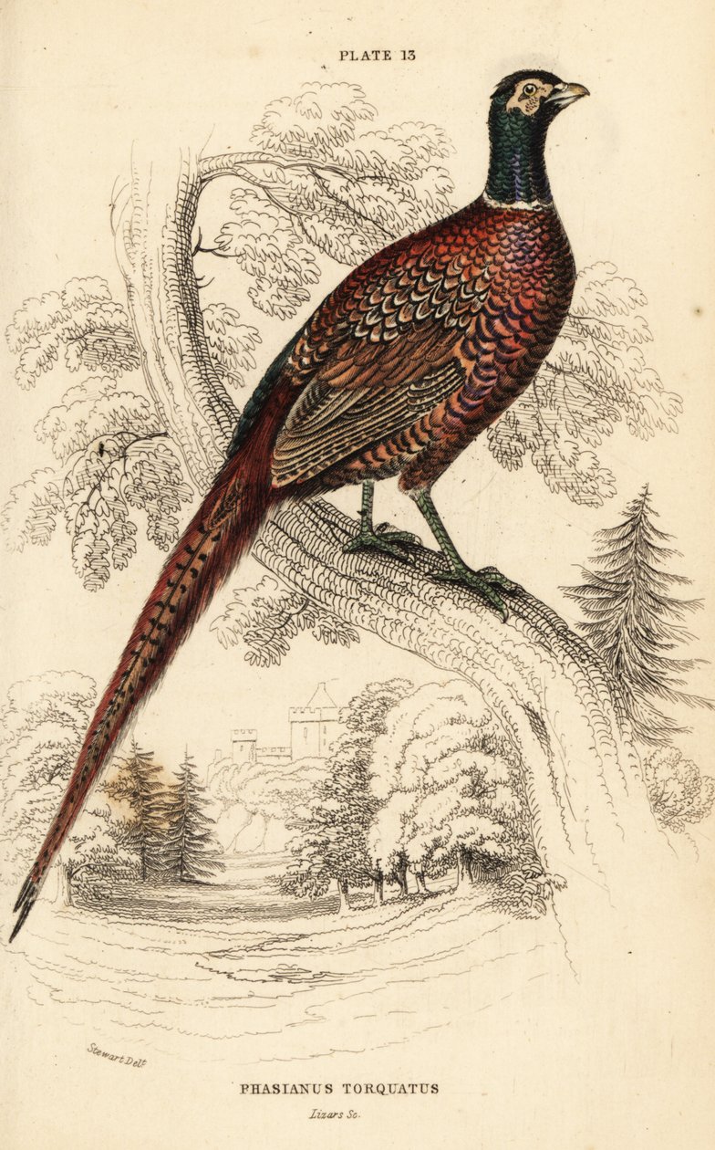 Faisán común (de cuello anillado), Phasianus colchicus torquatus (Phasianus torquatus) de William Home Lizars