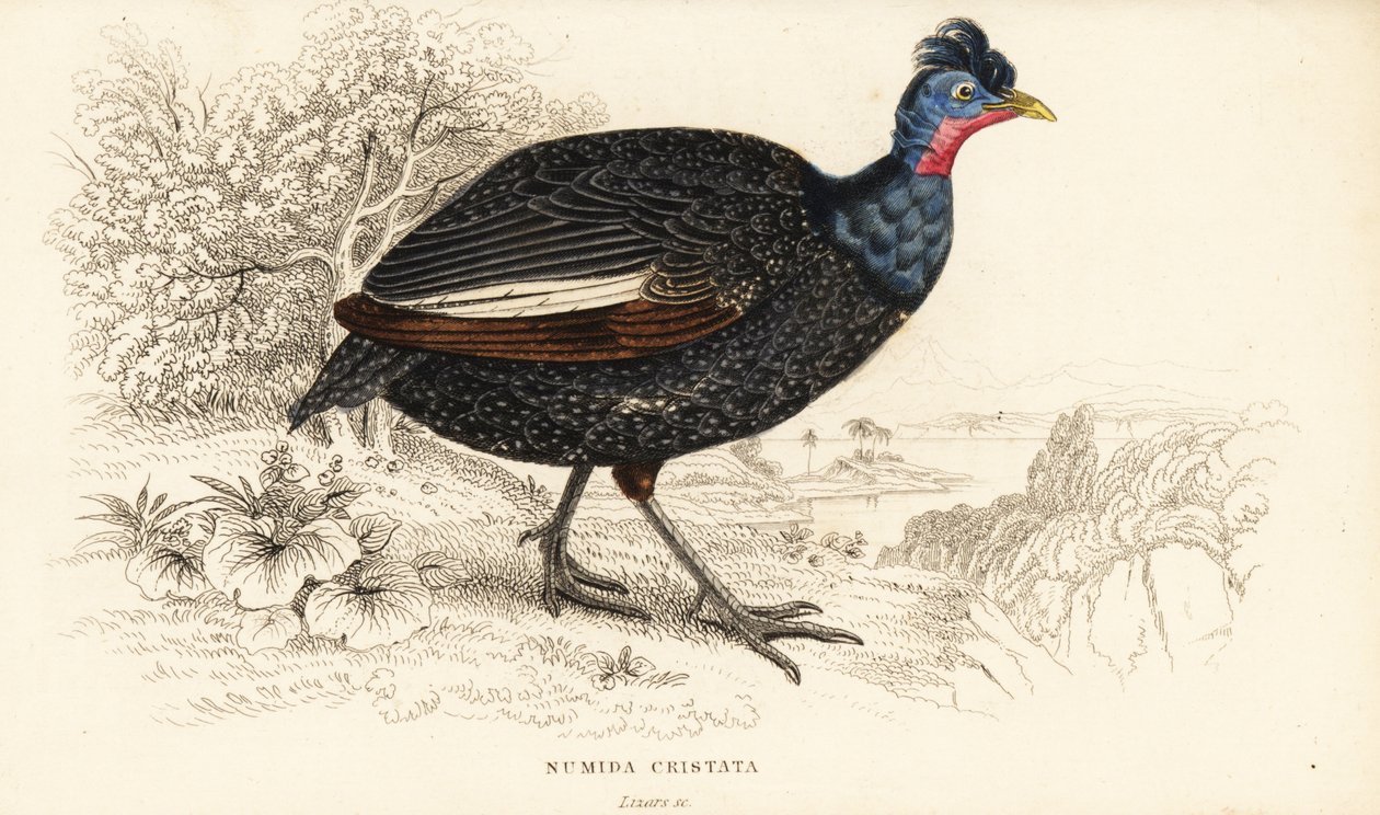 Gallina de Guinea crestada, Guttera pucherani de William Home Lizars