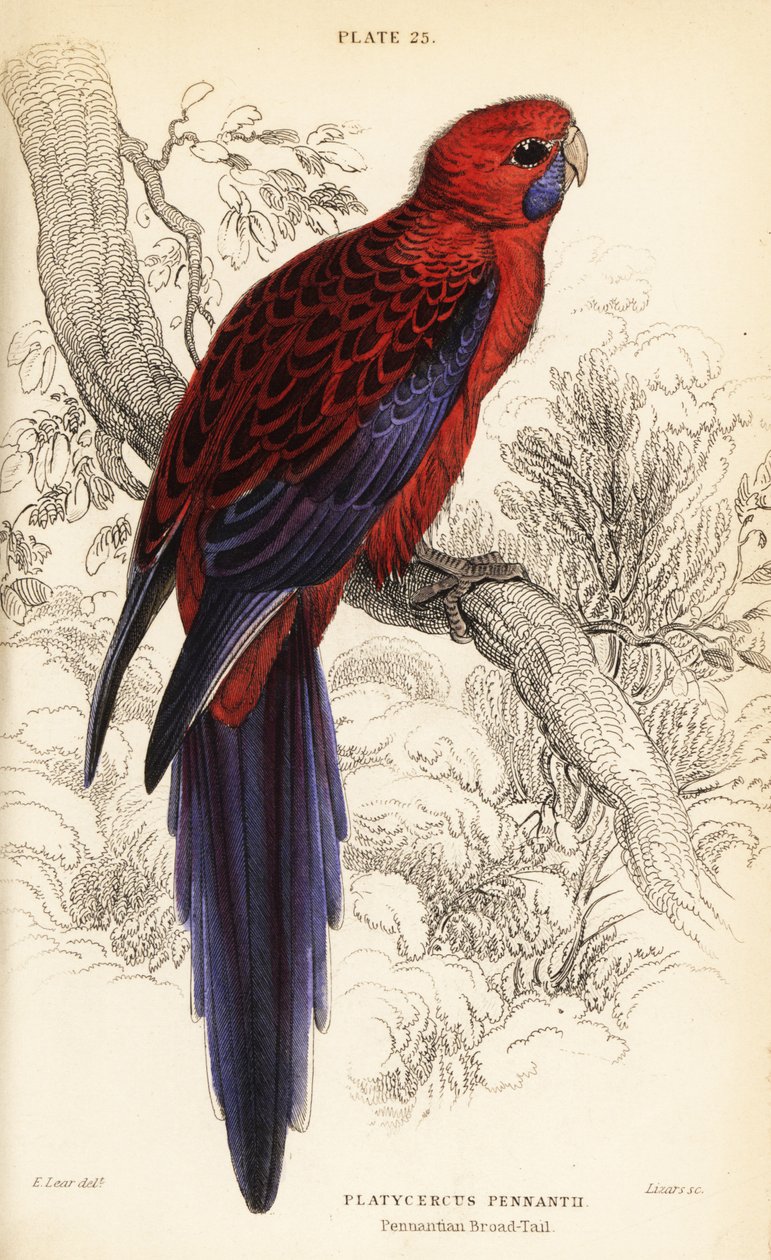 Rosella carmesí, Platycercus elegans de William Home Lizars