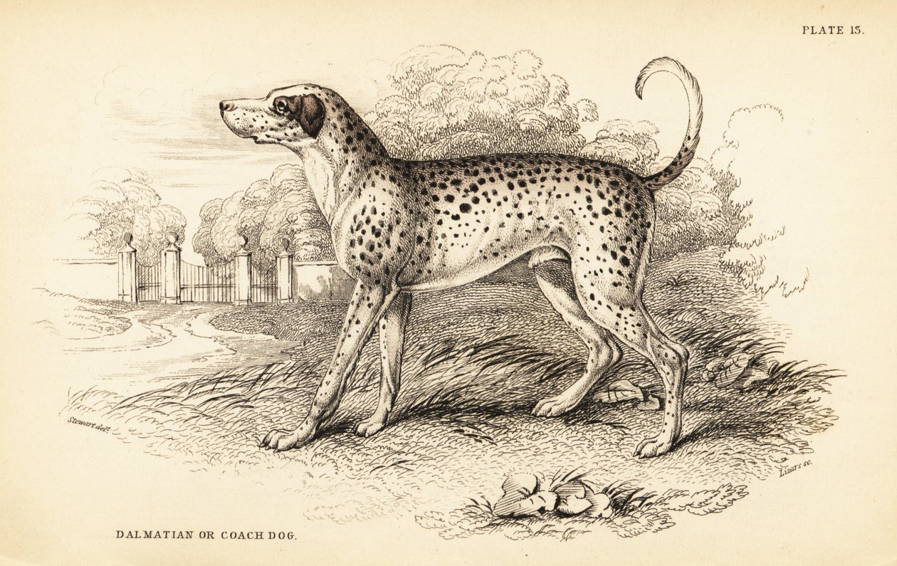 Perro dálmata o perro de carruaje, Canis lupus familiaris de William Home Lizars