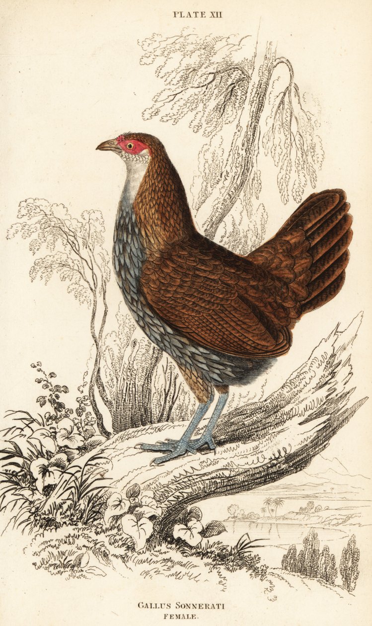 Gallina de Sonnerat, Gallus sonneratii de William Home Lizars