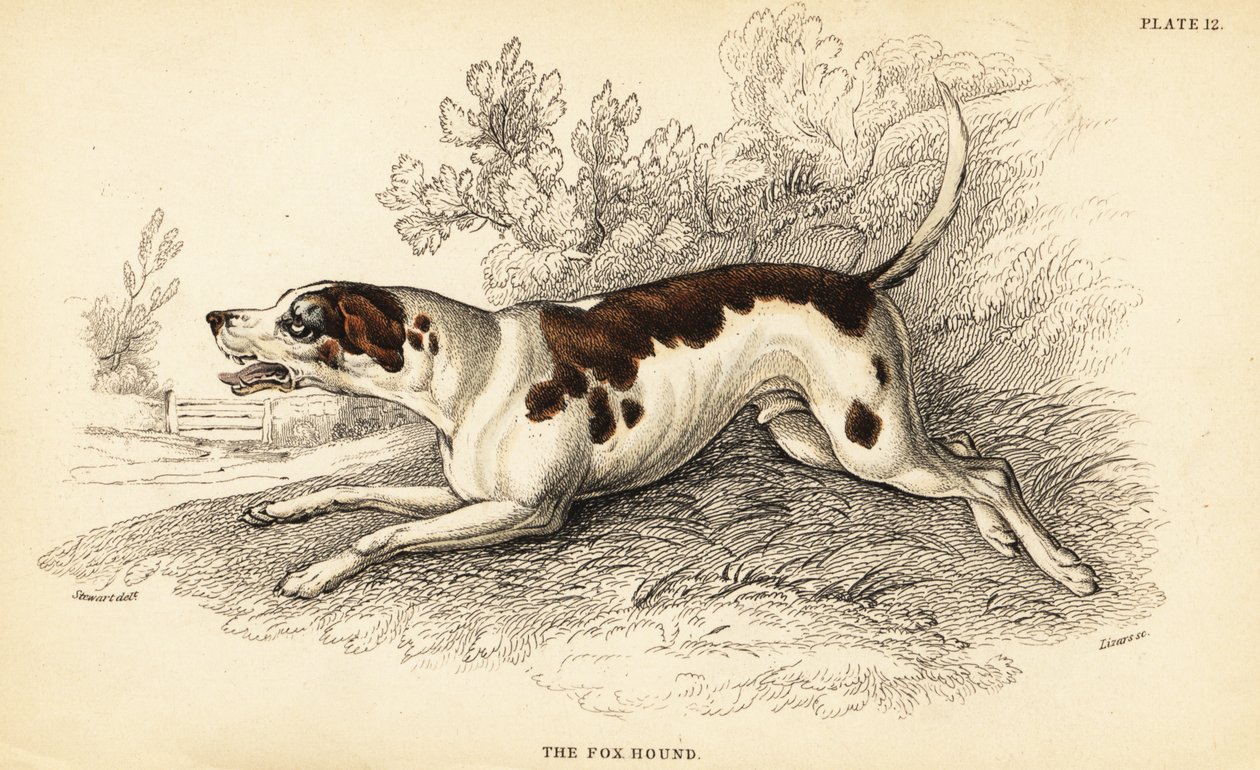 Perro de caza, Canis lupus familiaris de William Home Lizars
