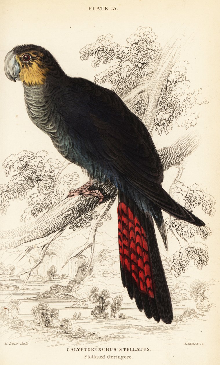 Cacatúa negra brillante, Calyptorhynchus lathami de William Home Lizars