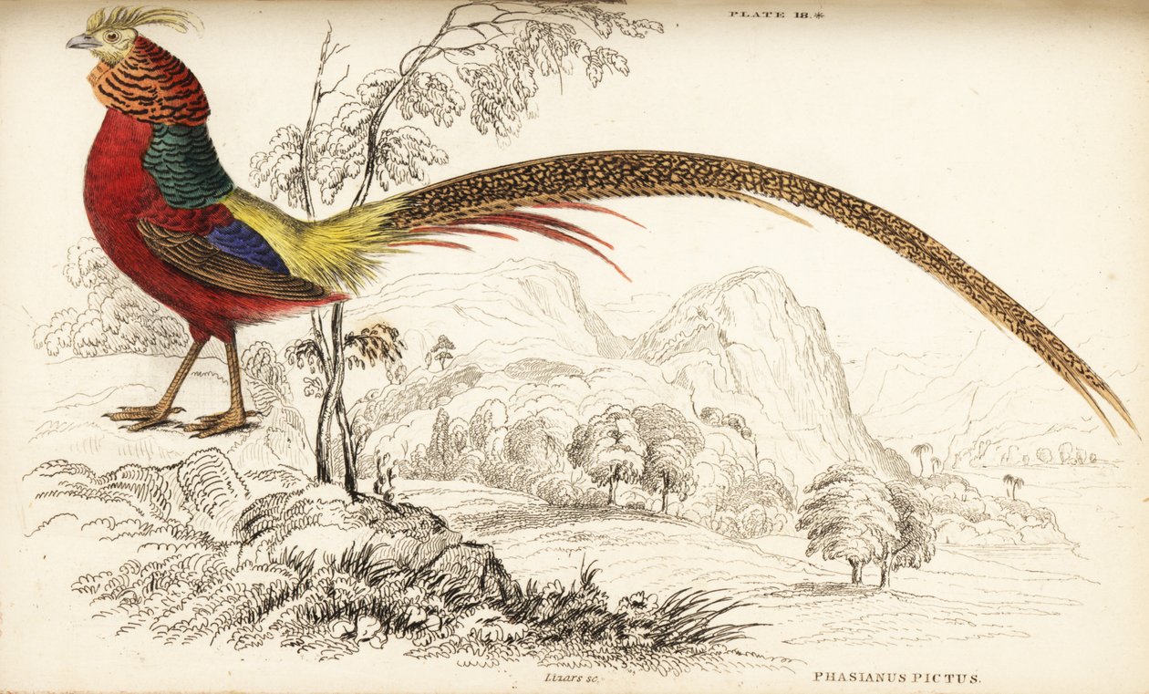 Faisán dorado o faisán chino, Chrysolophus pictus de William Home Lizars