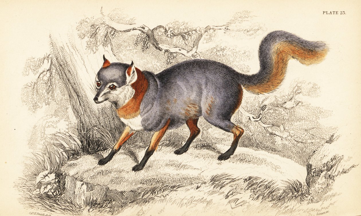 Zorro gris, Urocyon cinereoargenteus de William Home Lizars