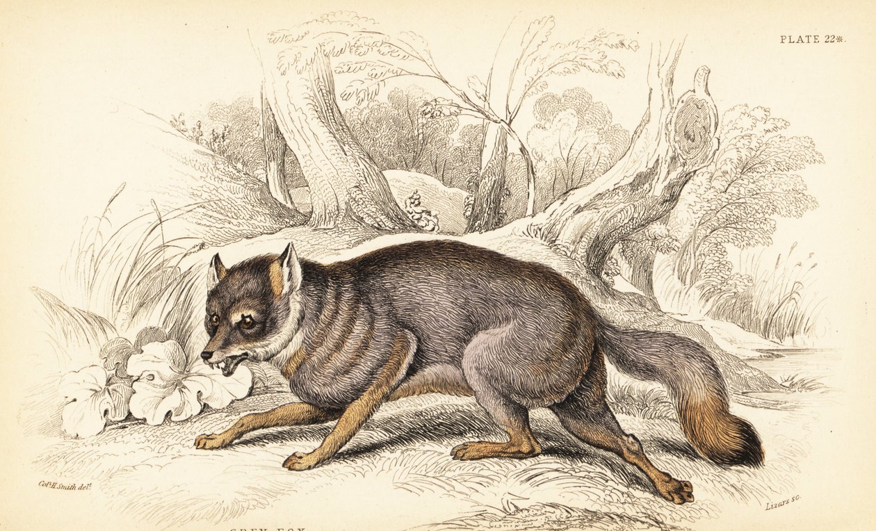 Zorro gris, Urocyon cinereoargenteus de William Home Lizars