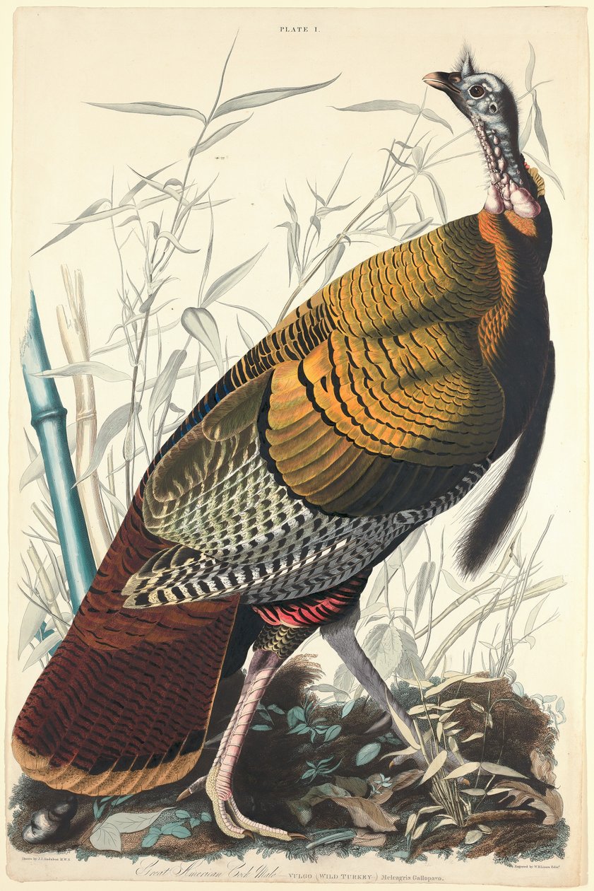 Gran gallo americano, 1827 de William Home Lizars