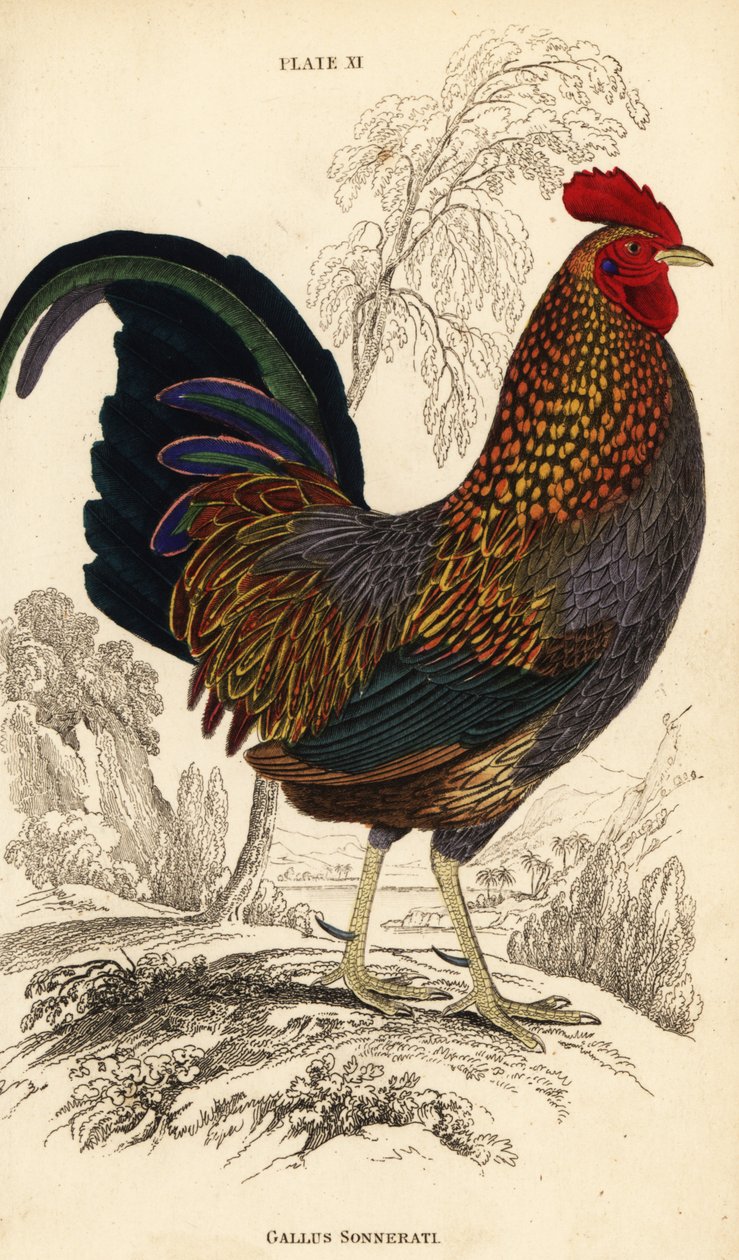 Gallo de Sonnerat, Gallus sonneratii de William Home Lizars