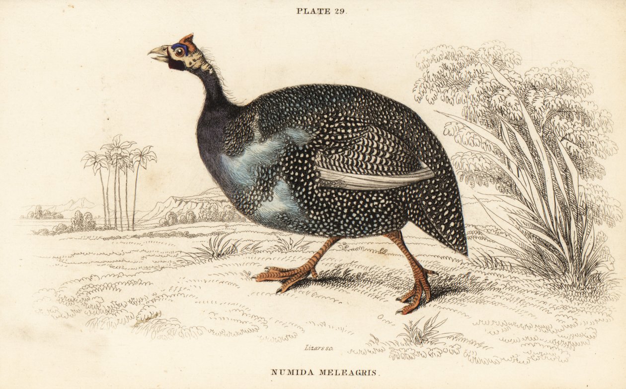 Gallina de Guinea con casco, Numida meleagris de William Home Lizars