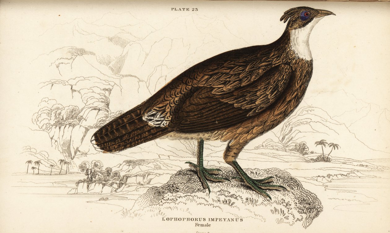 Monal del Himalaya, hembra, Lophophorus impejanus de William Home Lizars