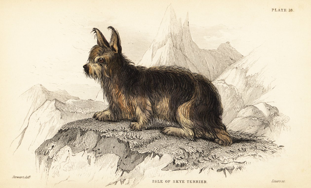 Terrier de la Isla de Skye, Canis lupus familiaris de William Home Lizars