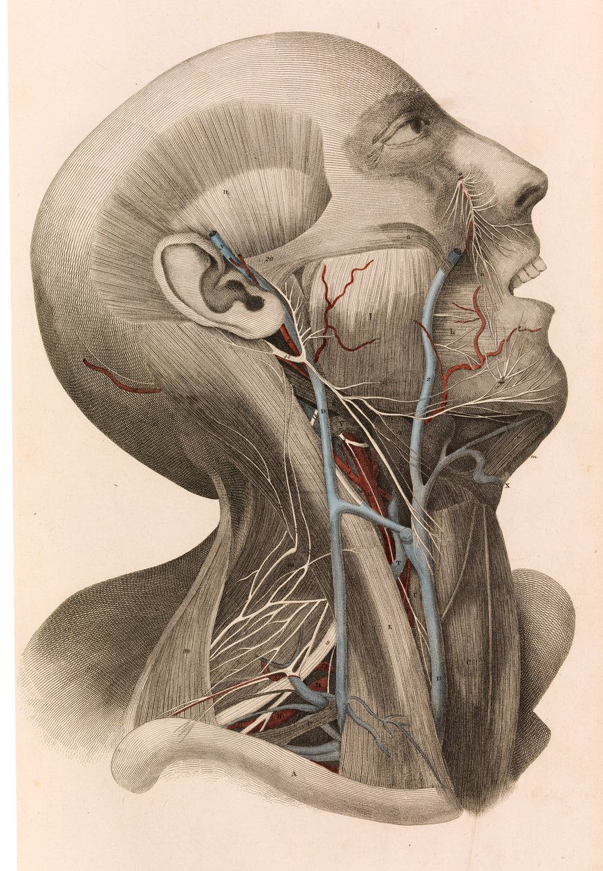 Músculos y circulación de la cabeza y el cuello, 1822-26 de William Home Lizars