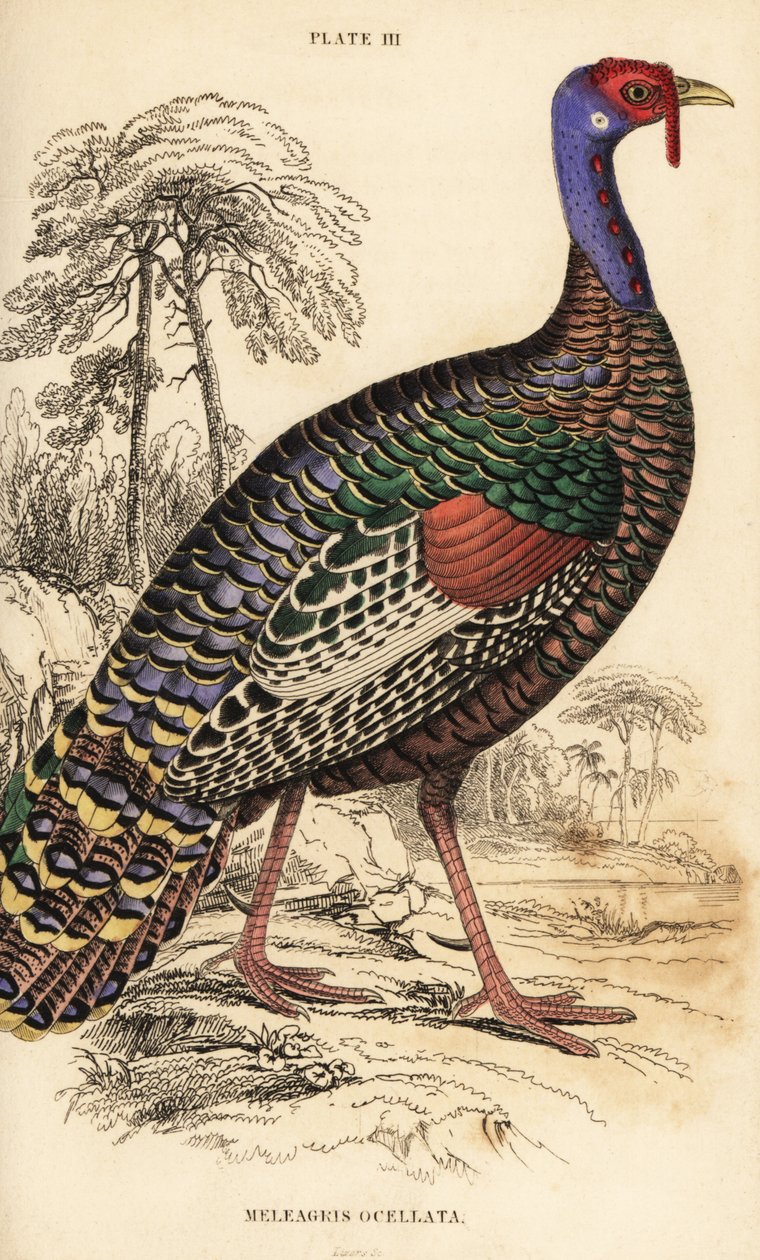Pavo ocelado, Meleagris ocellata de William Home Lizars