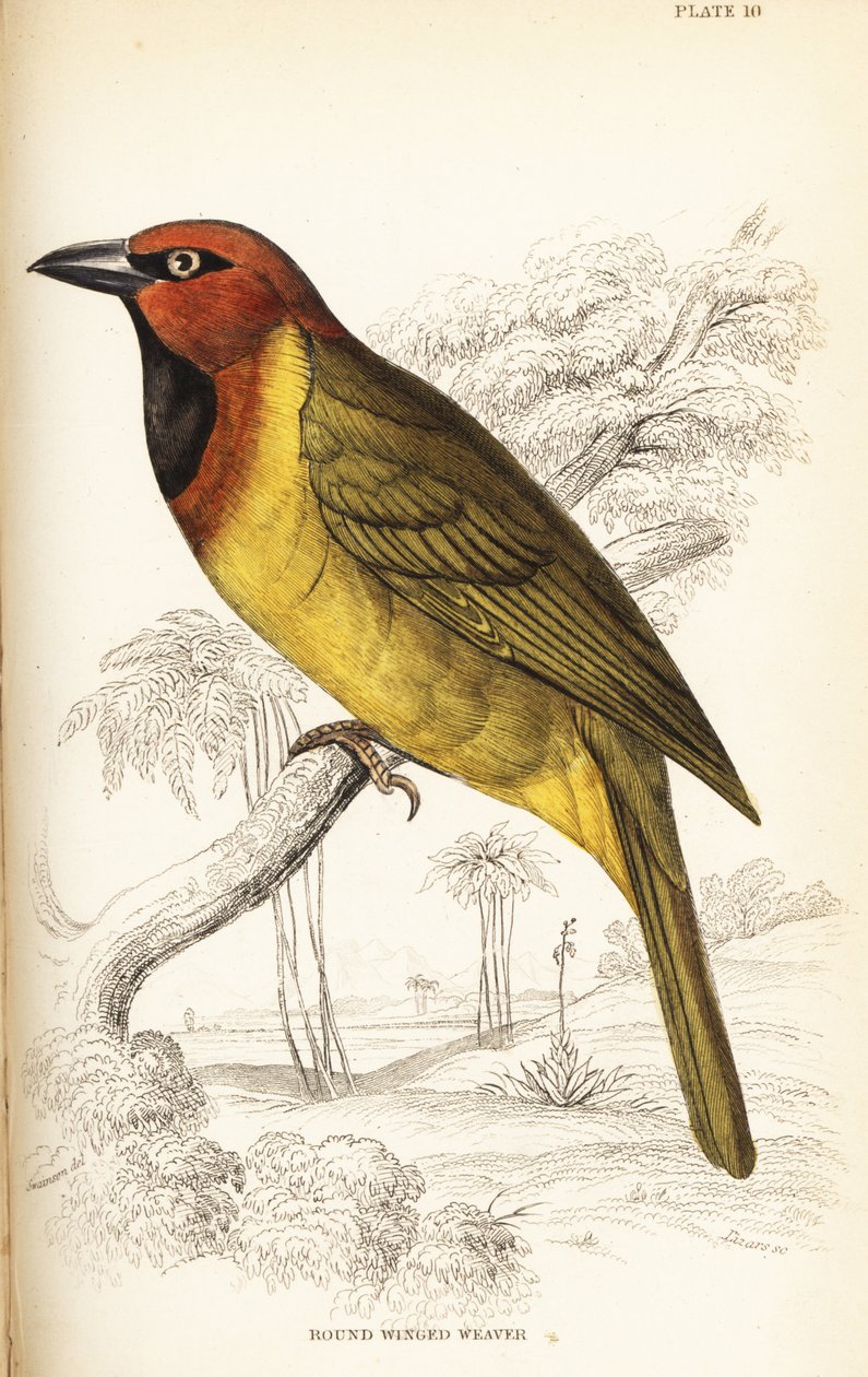 Tejedor de nuca oliva, Ploceus brachypterus de William Home Lizars