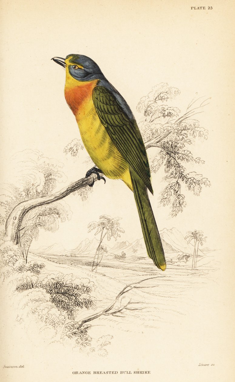 Alcaudón arbustivo de pecho naranja o alcaudón arbustivo de pecho azufre, Chlorophoneus sulfureopectus de William Home Lizars