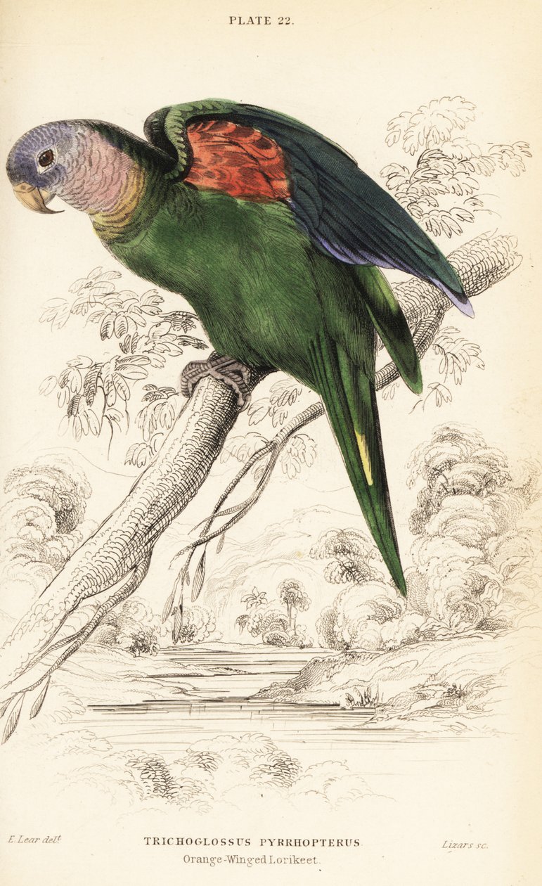 Amazona alinaranja, Amazona amazonica de William Home Lizars
