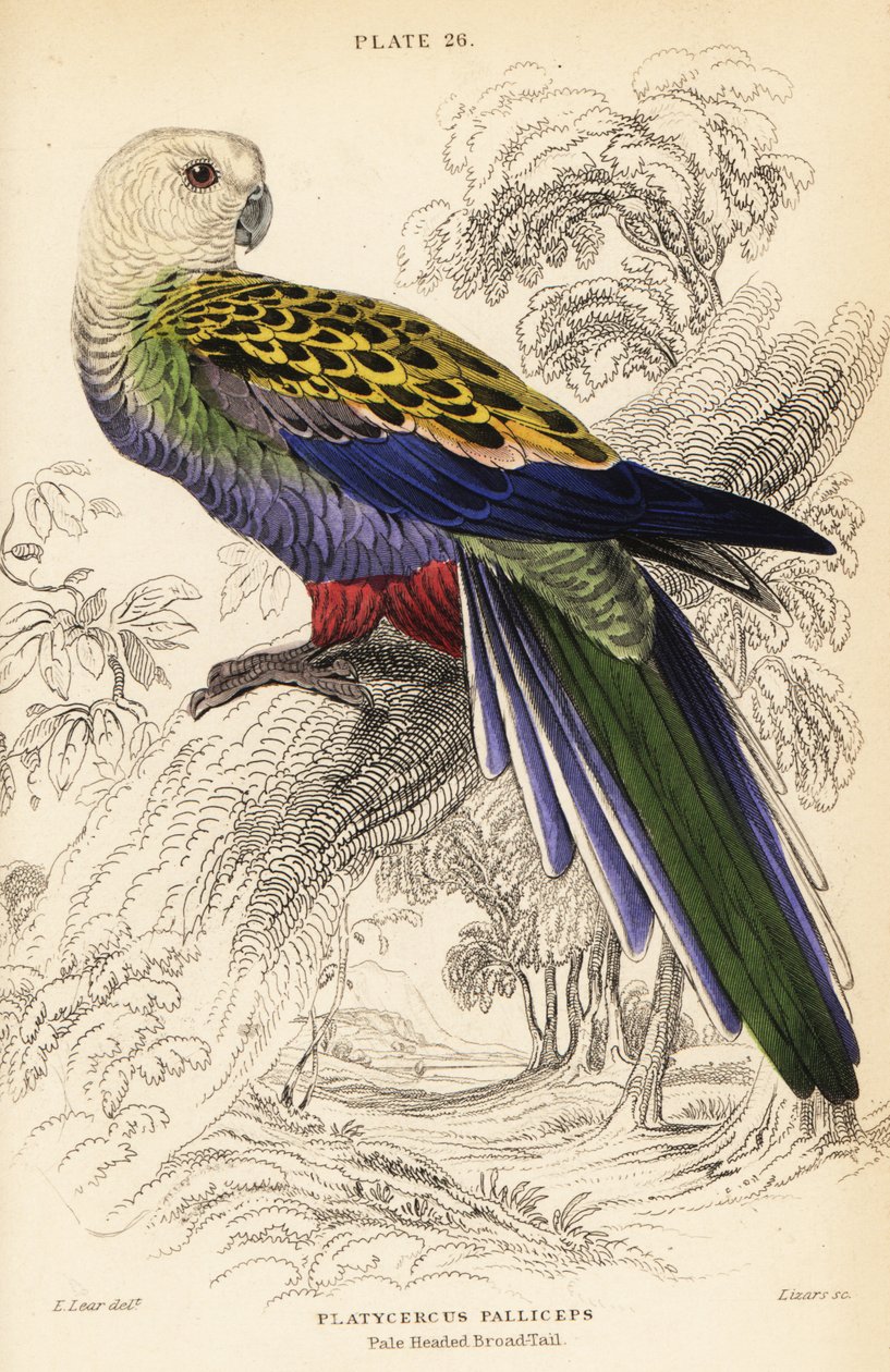 Rosella de cabeza pálida, Platycercus adscitus palliceps de William Home Lizars