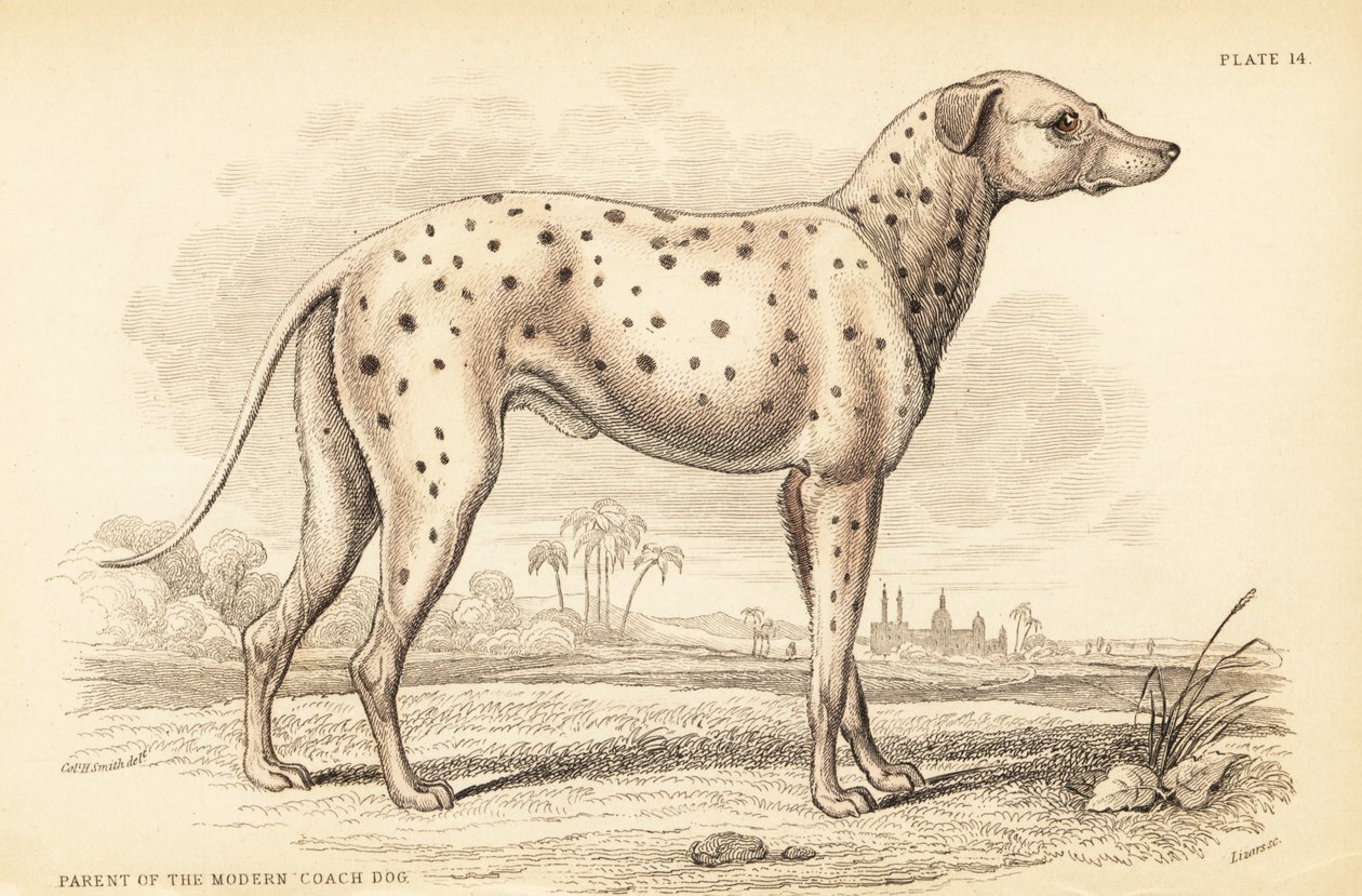 Progenitor del perro de carruaje moderno, Canis lupus familiaris de William Home Lizars