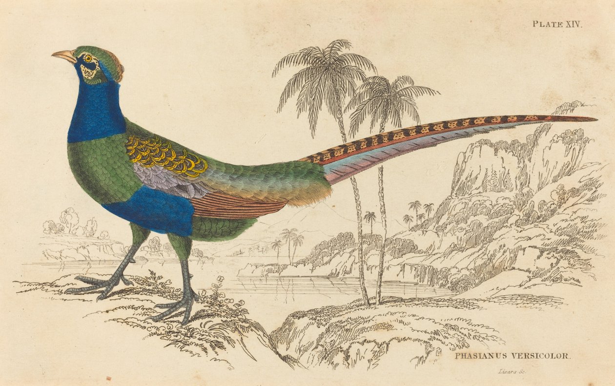 Phasianus Versicolor de William Home Lizars