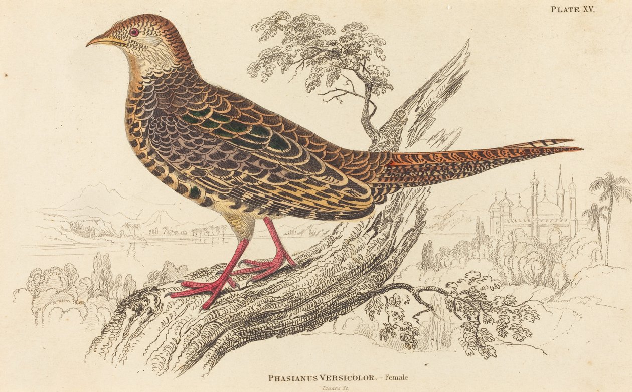 Phasianus Versicolor - Hembra de William Home Lizars