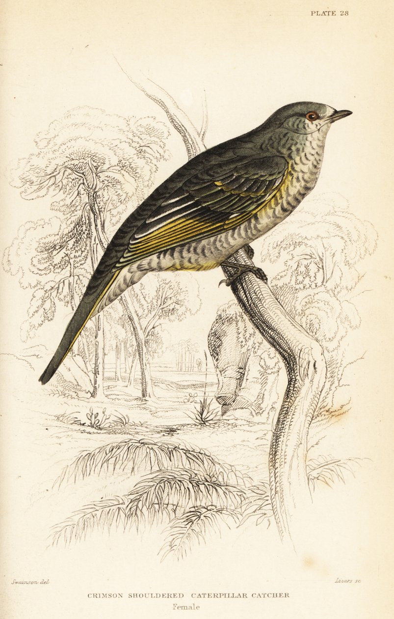 Oruguero de hombros rojos, hembra, Campephaga phoenicea de William Home Lizars