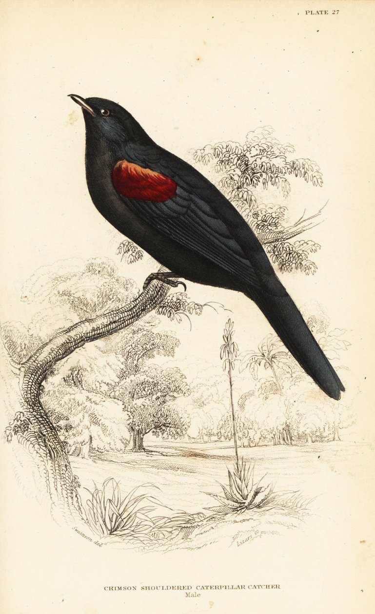 Oruguero de hombros rojos, macho, Campephaga phoenicea de William Home Lizars