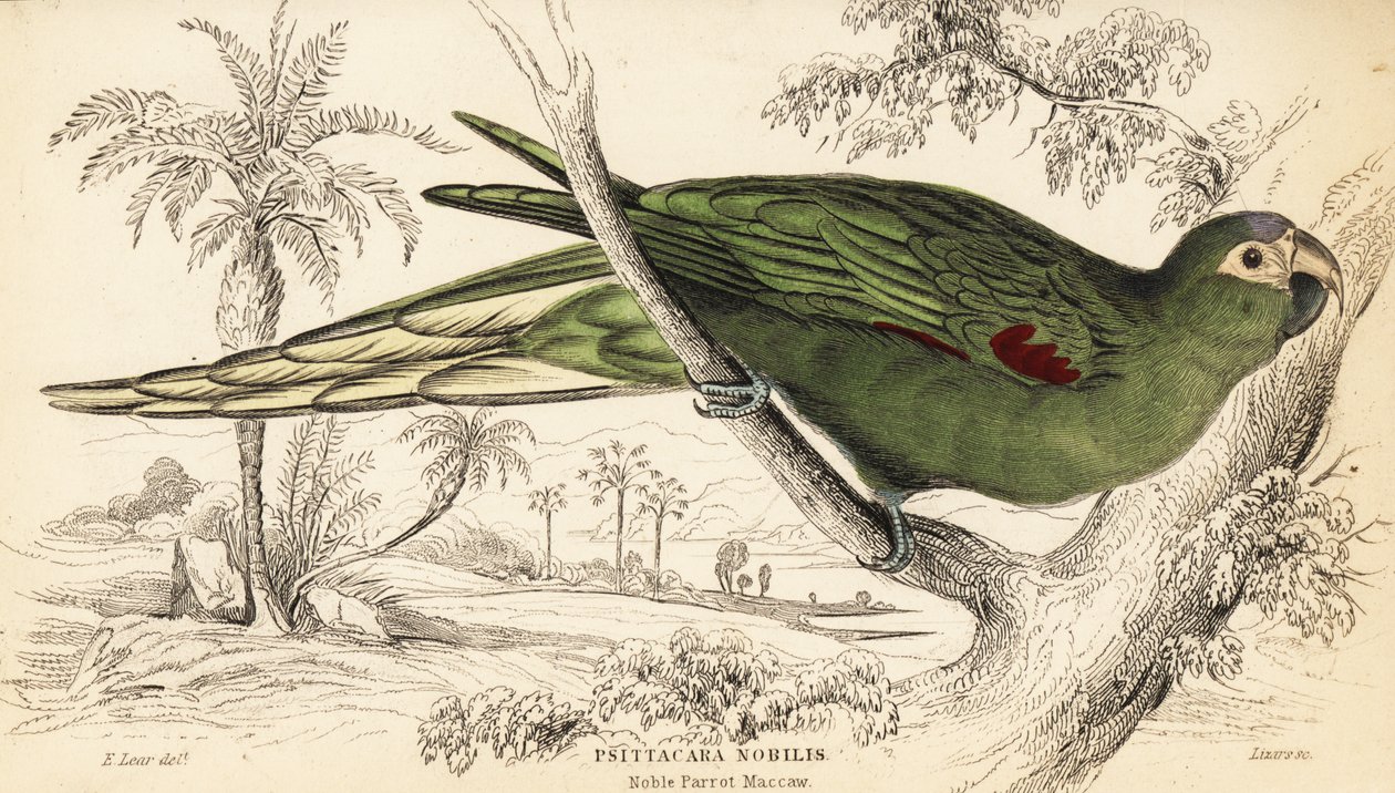 Guacamayo de hombros rojos, Diopsittaca nobilis de William Home Lizars