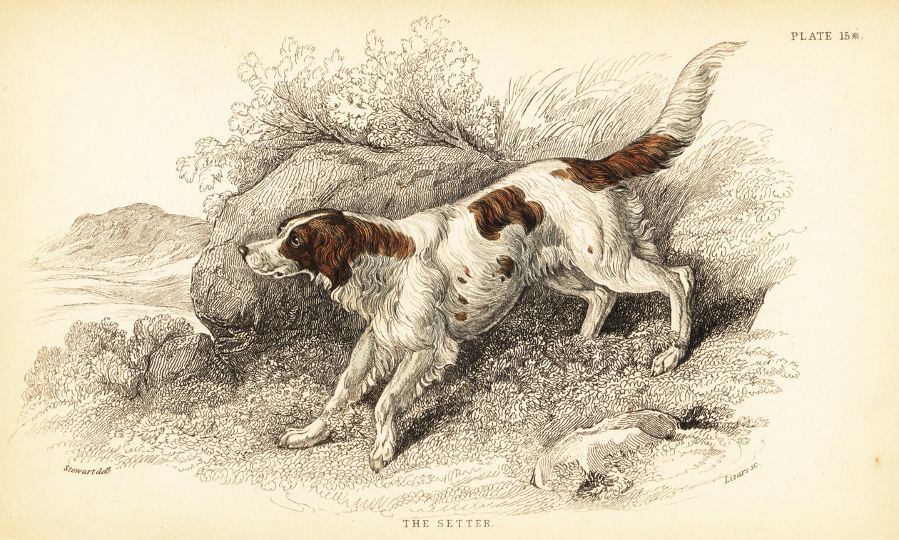 Setter, Canis lupus familiaris de William Home Lizars