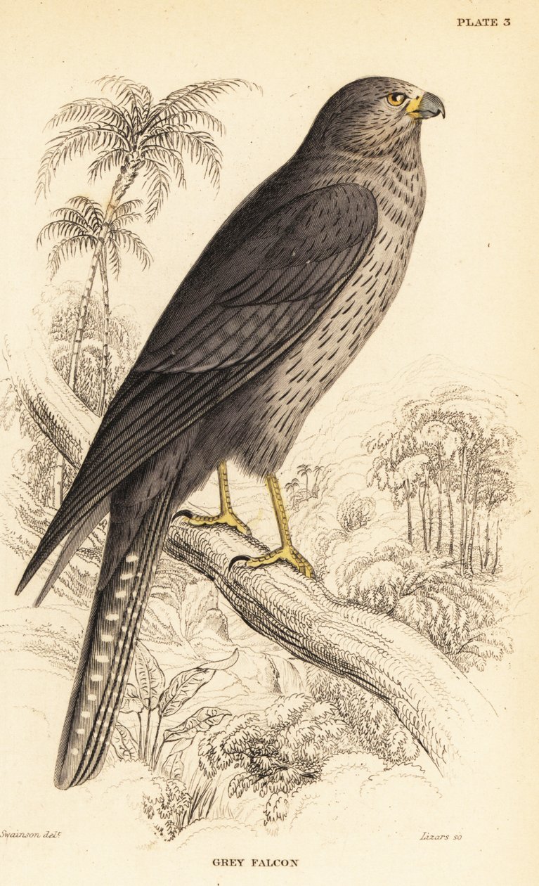 Halcón oscuro, Falco concolor de William Home Lizars