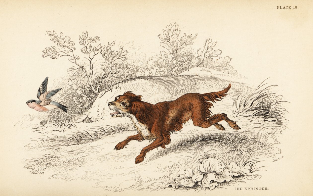 Springer o spaniel inglés, Canis lupus familiaris de William Home Lizars