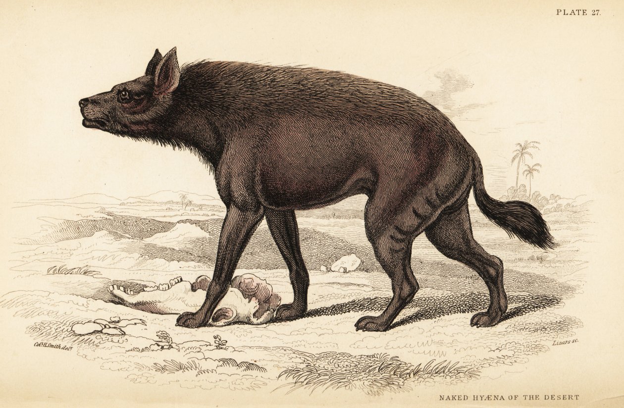 Hiena rayada, Hyaena hyaena (hiena desnuda del desierto, Hyaena vulgaris) de William Home Lizars