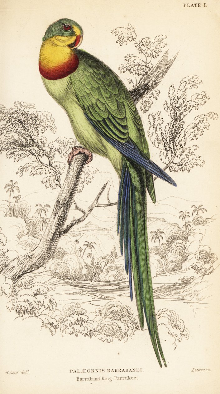 Loro soberbio, Polytelis swainsonii de William Home Lizars