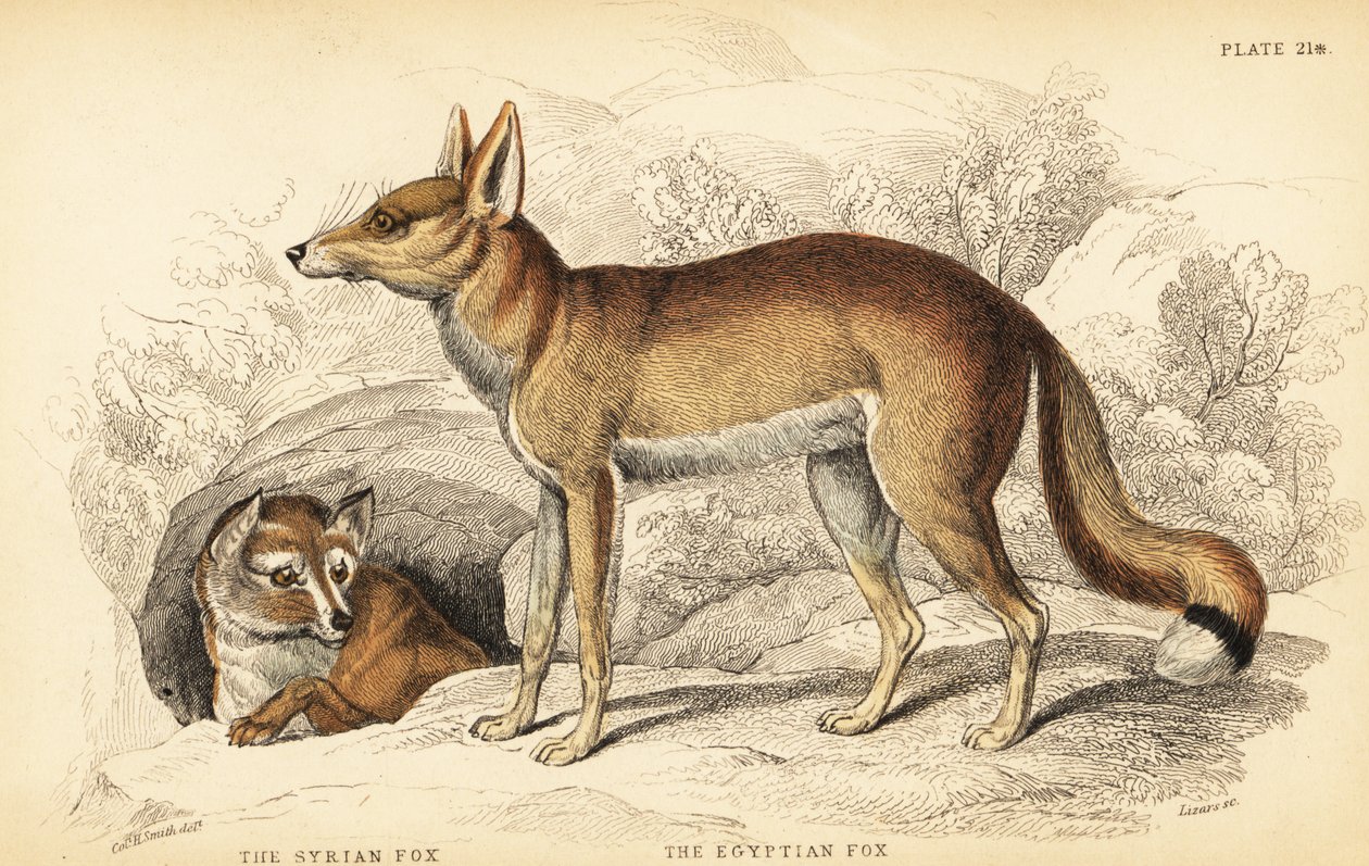 Zorro sirio o Taaleb, Vulpes thaleb y zorro egipcio o Sabora, Vulpes vulpes niloticus de William Home Lizars